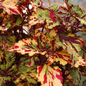 Coleus Stained Glassworks™ 'Eruption' (041334)