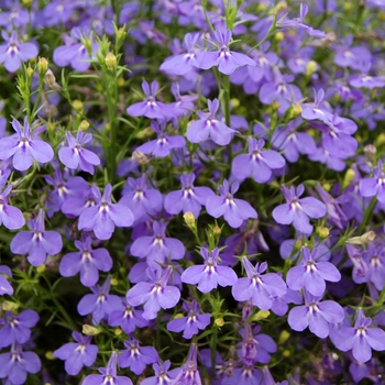 Lobelia Lobella™ 'Ocean Flash' (041348)