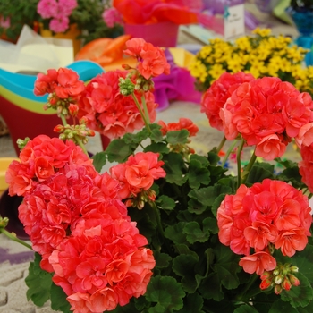 Pelargonium x hortorum 'Coral Glow™' (041354)