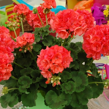 Pelargonium x hortorum 'Coral Glow™' (041355)