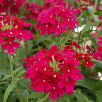 Verbena Costa del Sol™ '' (041357)