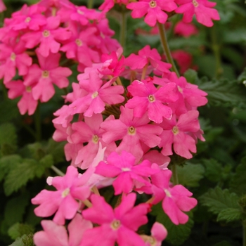 Verbena Costa del Sol™ '' (041361)