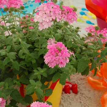 Verbena Costa del Sol™ '' (041362)