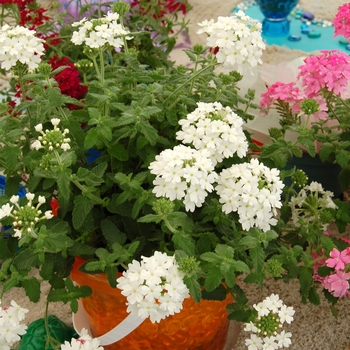 Verbena Costa del Sol™ '' (041365)