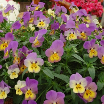 Viola williamsii 'Velocity™ Lemon and Plum Picotee' (041366)