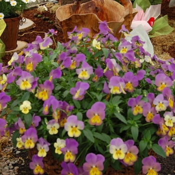 Viola williamsii 'Velocity™ Lemon and Plum Picotee' (041367)