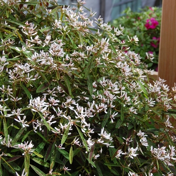 Euphorbia hypericifolia 'Star Dust Pink Shimmer' (041372)