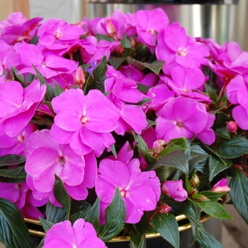 Impatiens hawkeri 'Magnum Lavender' (041388)