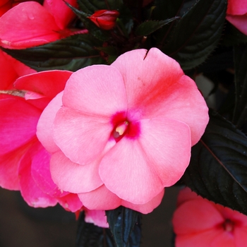 Impatiens hawkeri 'Magnum Salmon' (041392)