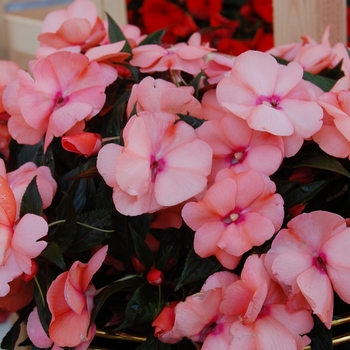 Impatiens hawkeri 'Magnum Peach' (041393)