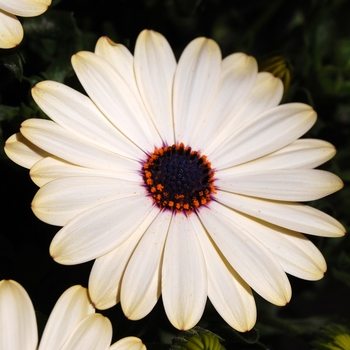 Osteospermum Summertime® 'Creme' (041396)