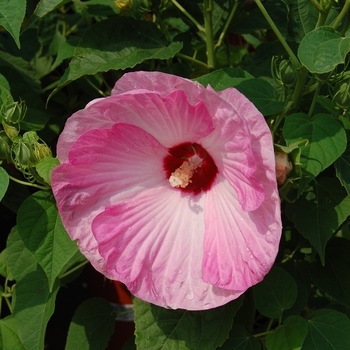 Hibiscus moscheutos Luna™ 'Pink Swirl' (041402)