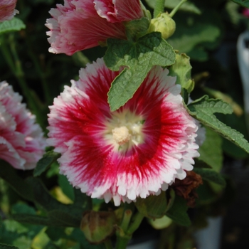 Alcea rosea 'Fiesta Time' (041405)