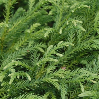 Cryptomeria japonica 'Gyokurya' (041409)