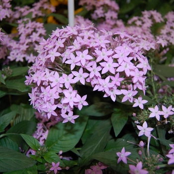 Pentas lanceolata '' (041411)