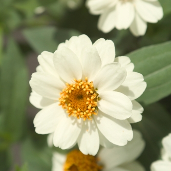 Zinnia Profusion '' (041415)