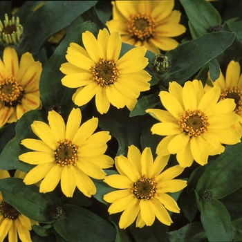 Zinnia Profusion 'Yellow' (041417)