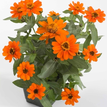 Zinnia Profusion 'Orange' (041419)