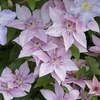 Clematis 'Pink Fantasy' (041432)