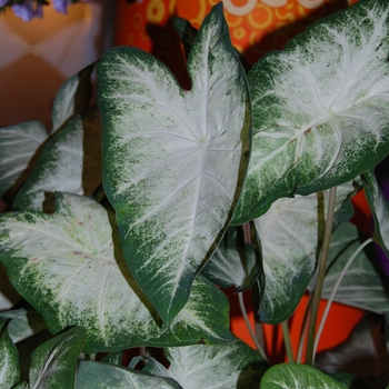 Caladium x hortulanum 'Aaron' (041438)