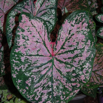 Caladium x hortulanum 'Florida Elise' (041440)