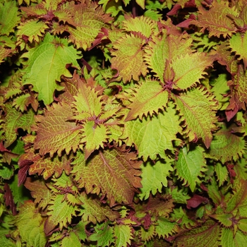 Coleus 'Henna' (041444)