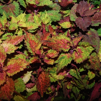 Coleus 'Indian Summer' (041446)