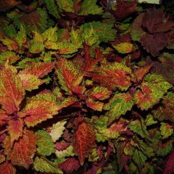 Coleus 'Indian Summer' (041447)