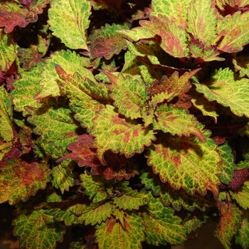 Coleus 'Indian Summer' (041448)