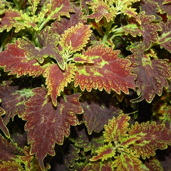 Coleus 'Sultana' (041456)