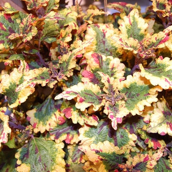 Coleus Stained Glassworks™ 'Eruption' (041460)