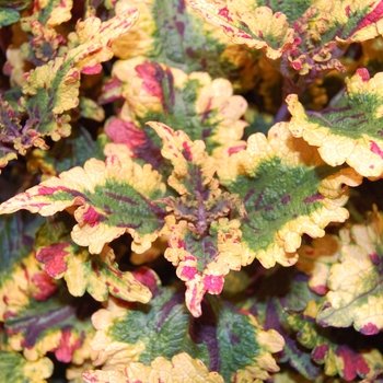 Coleus Stained Glassworks™ 'Eruption' (041461)