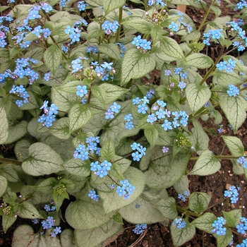 Brunnera macrophylla 'Looking Glass' (041464)