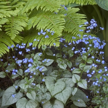 Brunnera macrophylla 'Looking Glass' (041465)