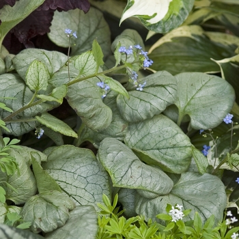 Brunnera macrophylla 'Looking Glass' (041466)