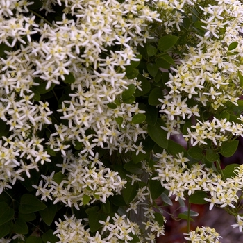 Clematis terniflora '' (041474)