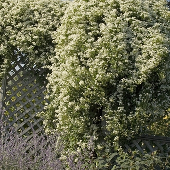 Clematis terniflora '' (041476)