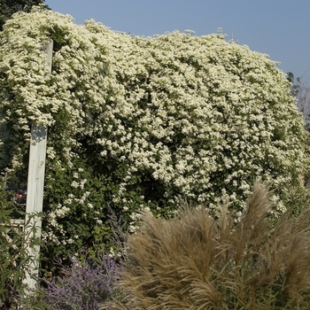 Clematis terniflora '' (041477)