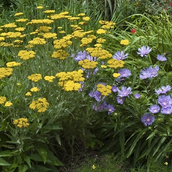 Achillea 'Coronation Gold' (041481)