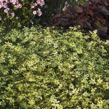 Coreopsis verticillata 'Moonbeam' (041486)