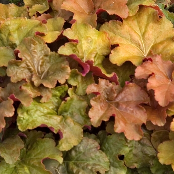 Heuchera Dolce® 'Creme Brulee' (041489)