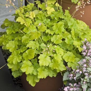 Heuchera 'Key Lime Pie' (041490)