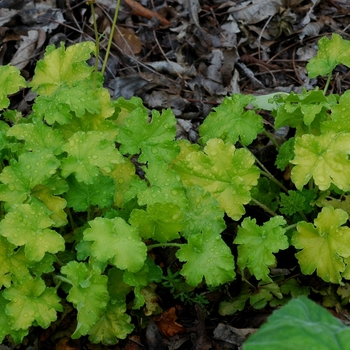 Heuchera 'Key Lime Pie' (041491)