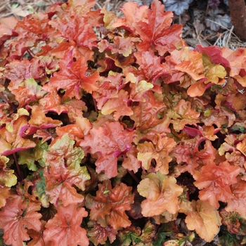 Heuchera Dolce® 'Creme Brulee' (041497)