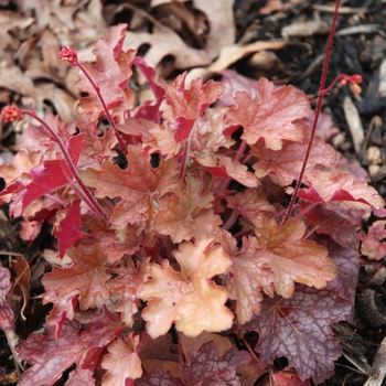 Heuchera Soda™ 'Ginger Ale' (041499)