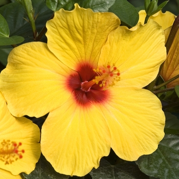 Hibiscus rosa-sinensis Tradewinds™ 'Sunny Wind' (041503)