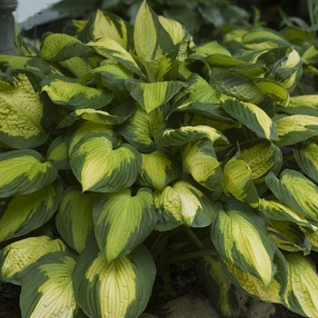 Hosta 'Captain Kirk' (041506)