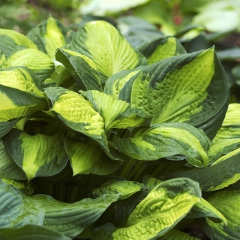 Hosta 'Captain Kirk' (041507)