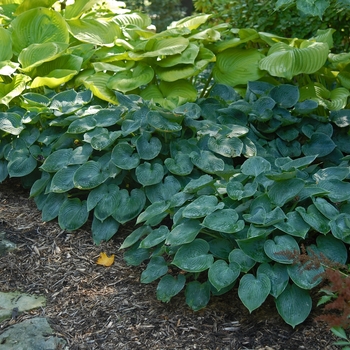 Hosta 'Hadspen Blue' (041512)