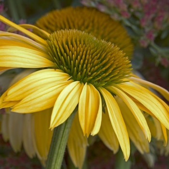 Echinacea purpurea Big Sky™ 'Harvest Moon' (041515)